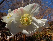 MONTE CASTELLO da Valpiana di Serina il 13 febbraio 2026 - FOTOGALLERY